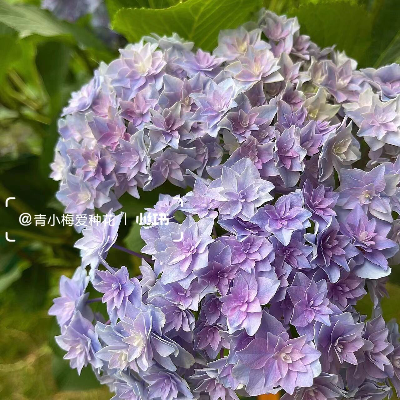 银河绣球 绣球里面最早冒叶的品种,花球直径很大,调蓝以后有炫彩的