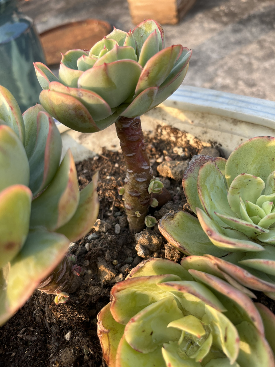 多肉爆侧芽92养护方法 到了春天,发现露养的多肉很多都长侧芽爆崽崽