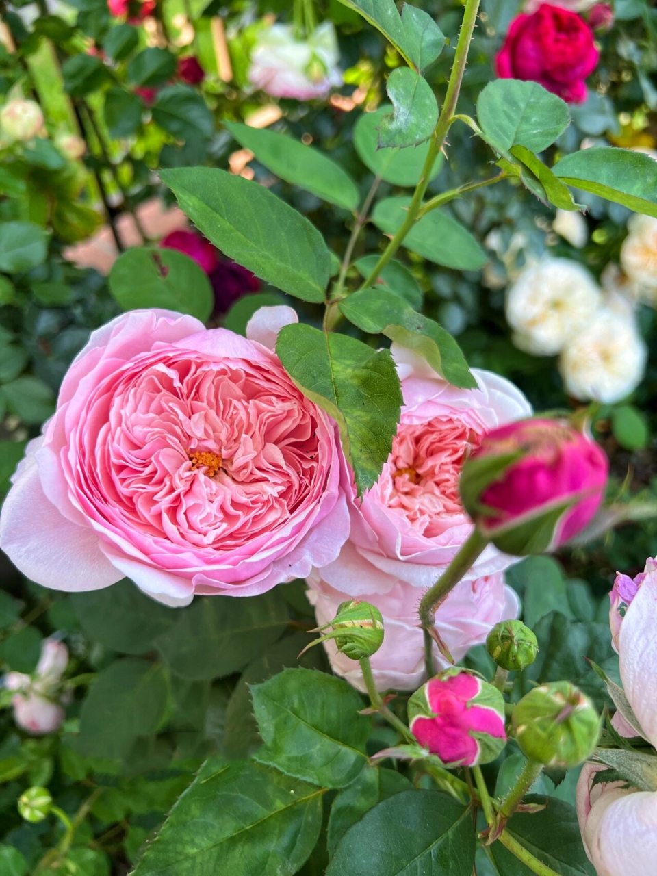 奥斯汀月季安尼克城堡(the alnwick rose) 这款月季花型超级美,之前买