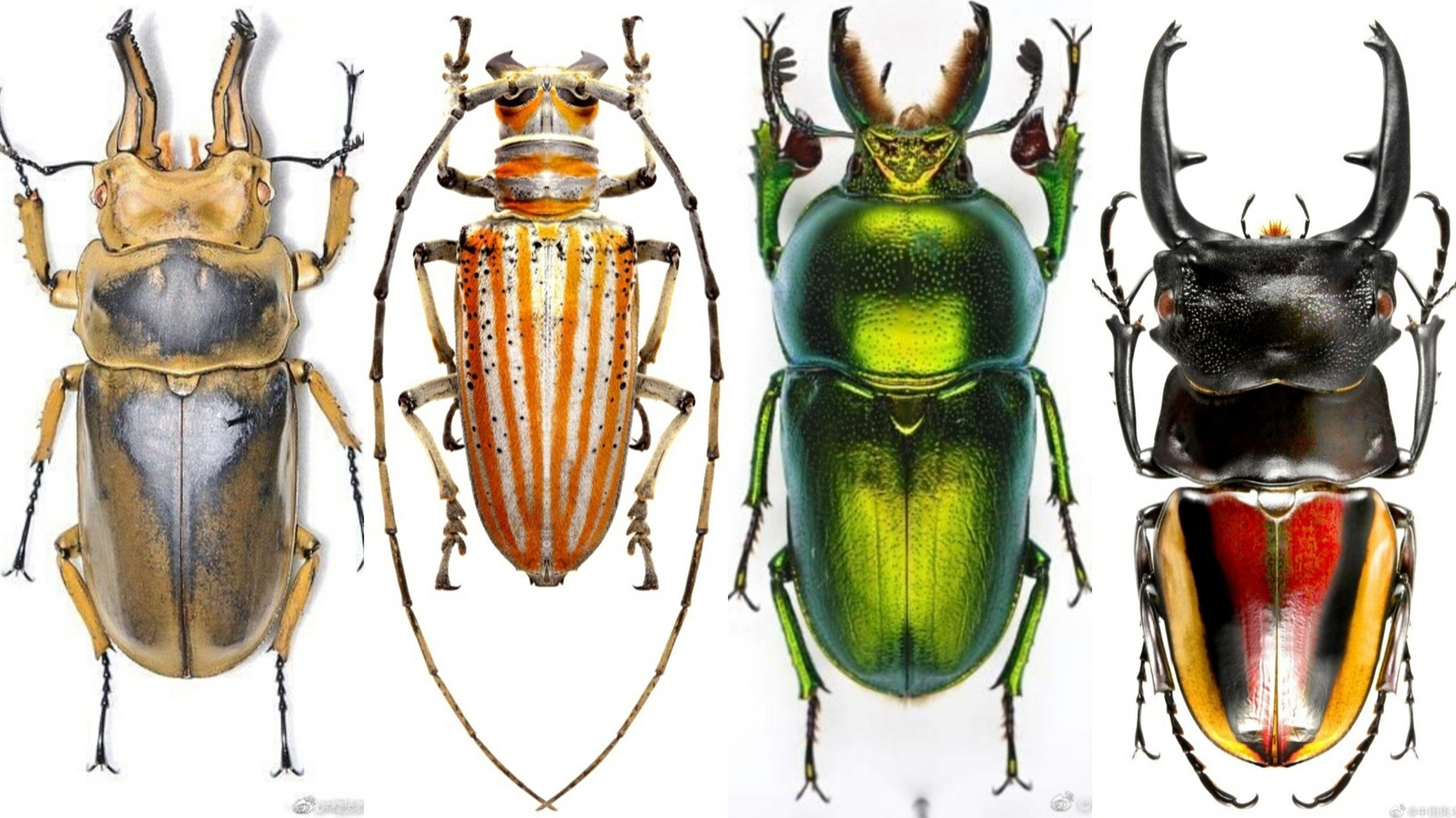 甲壳虫昆虫细节图片