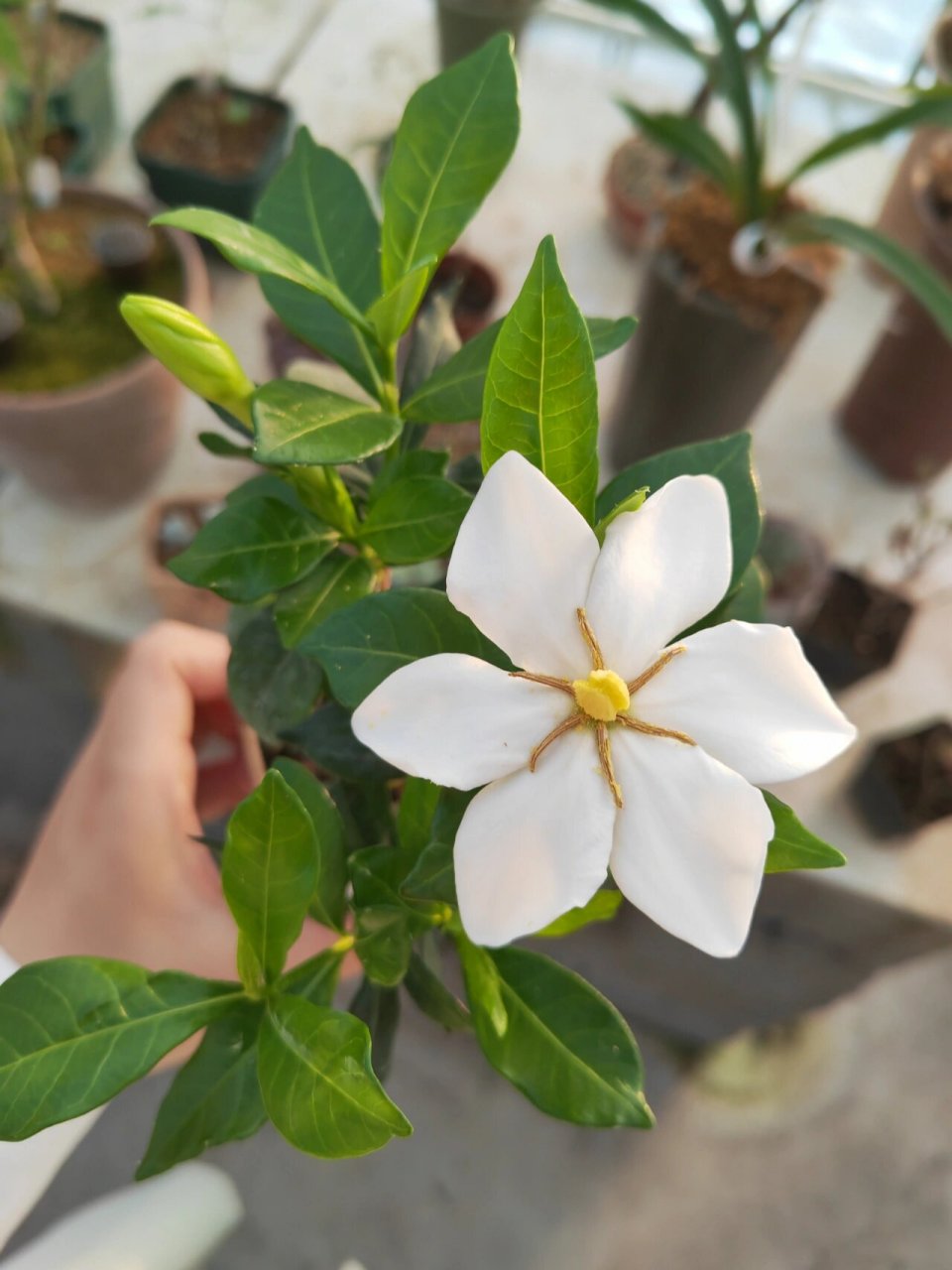 达摩栀子花之一寸法师 栀子花开花啦94 #栀子花开# #栀子花##达摩