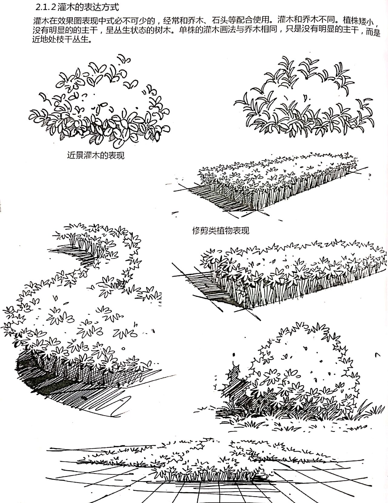 植物单体手绘干货 | 灌木这样画,超级简单