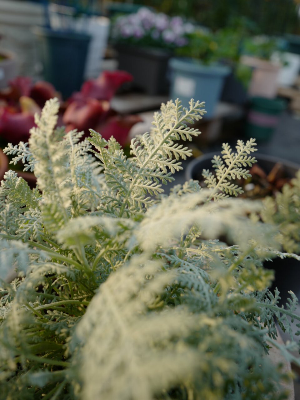 超精致银叶菊95「赛车手」,天生自带高级灰7515 银叶菊,因其银