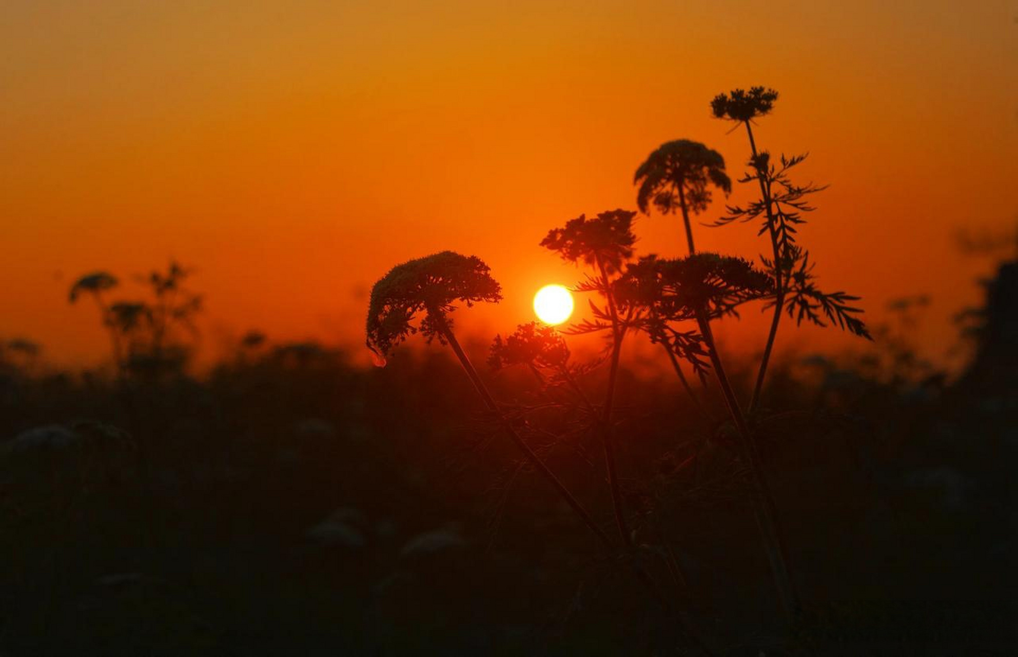 分享一张傍晚的风景照