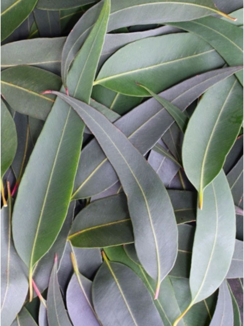 天然感冒药——桉树(尤加利)感冒必备7815 91桉树 eucalyptus