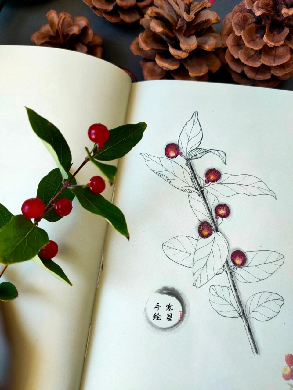 小叶忍冬——植物手绘 小叶忍冬不但春夏花色美丽,秋天更是硕果累累