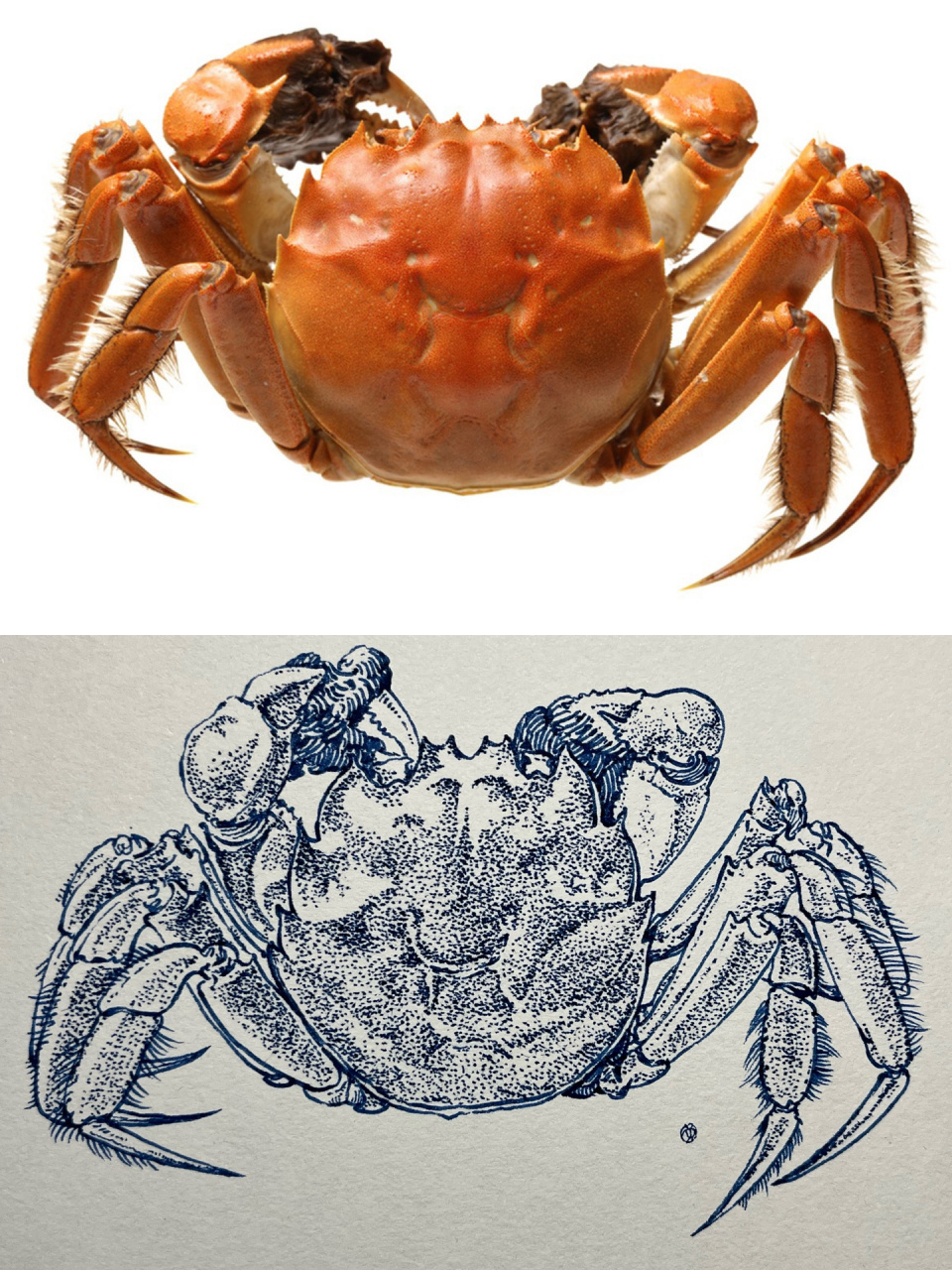 螃蟹简单画法对照 就是普通的点画法 轮廓画好后就是不停去点 没有