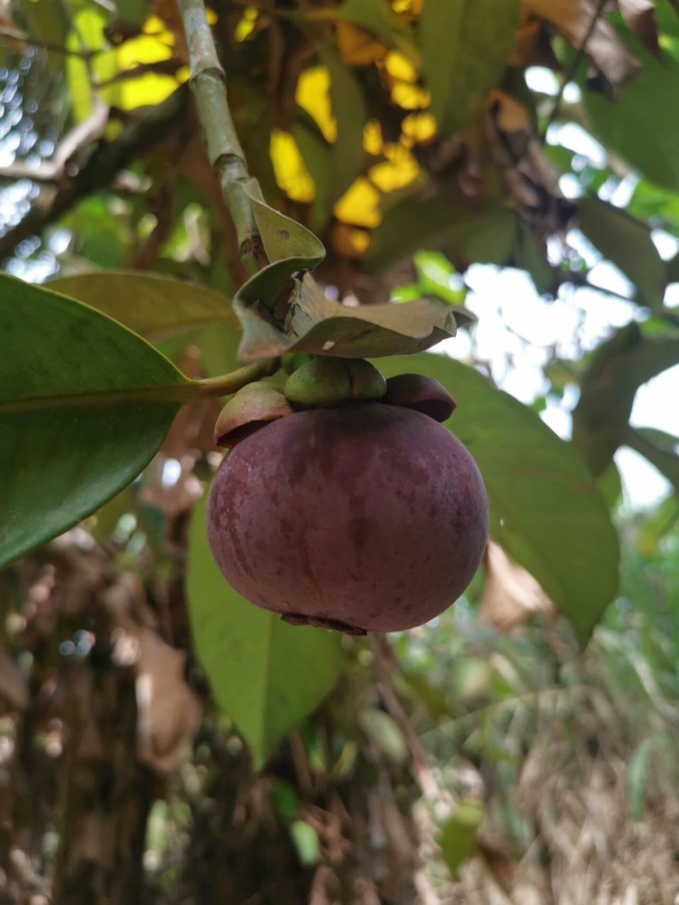 果园的山竹果树不多,产量也不多,但足够自己自足了.