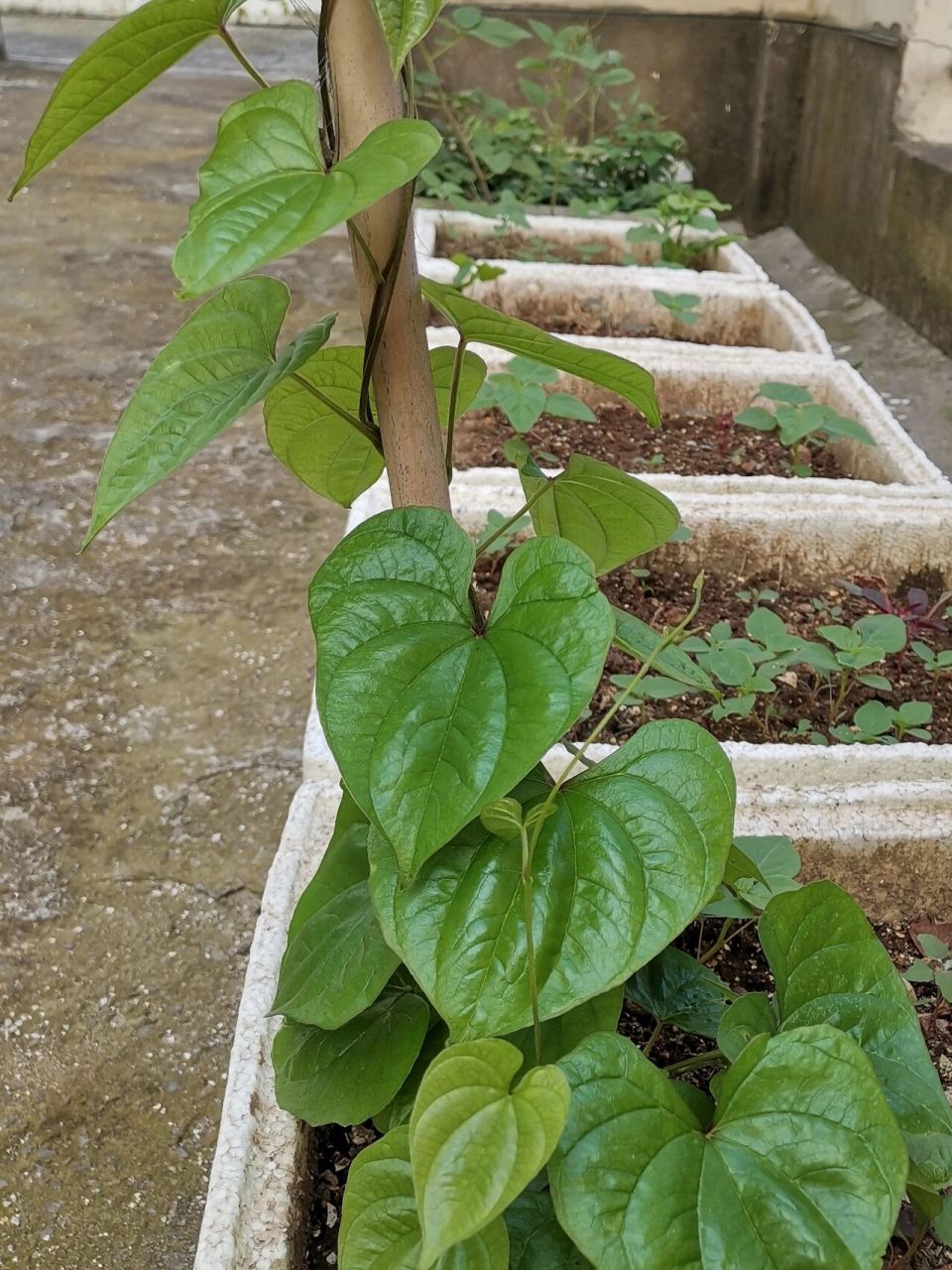 山药叶原来长这样!