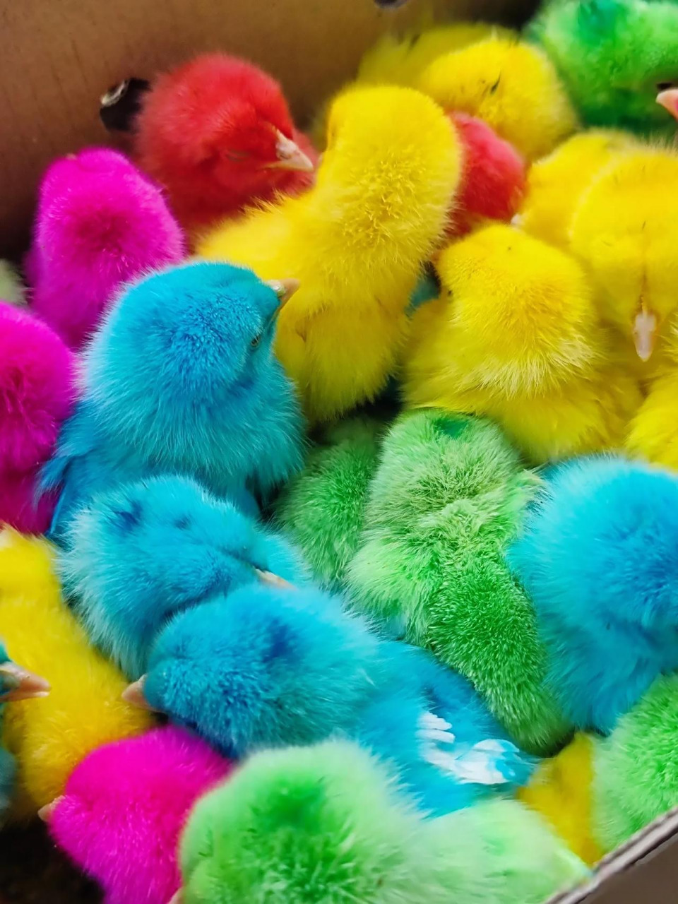 不懂就问,在大理看到这种彩色的小鸡,五颜六色特别好看,老板卖的价格