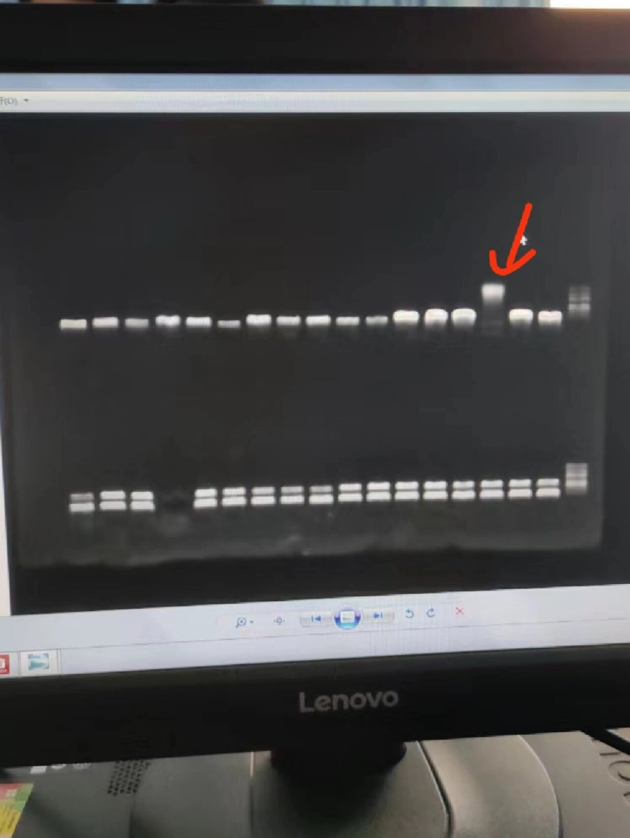 就是说质粒双酶切这个电泳图怎么分析啊 完全不会看 有没有人能浅指点