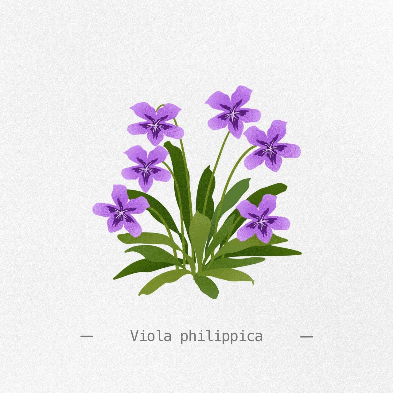 每日一画/紫花地丁