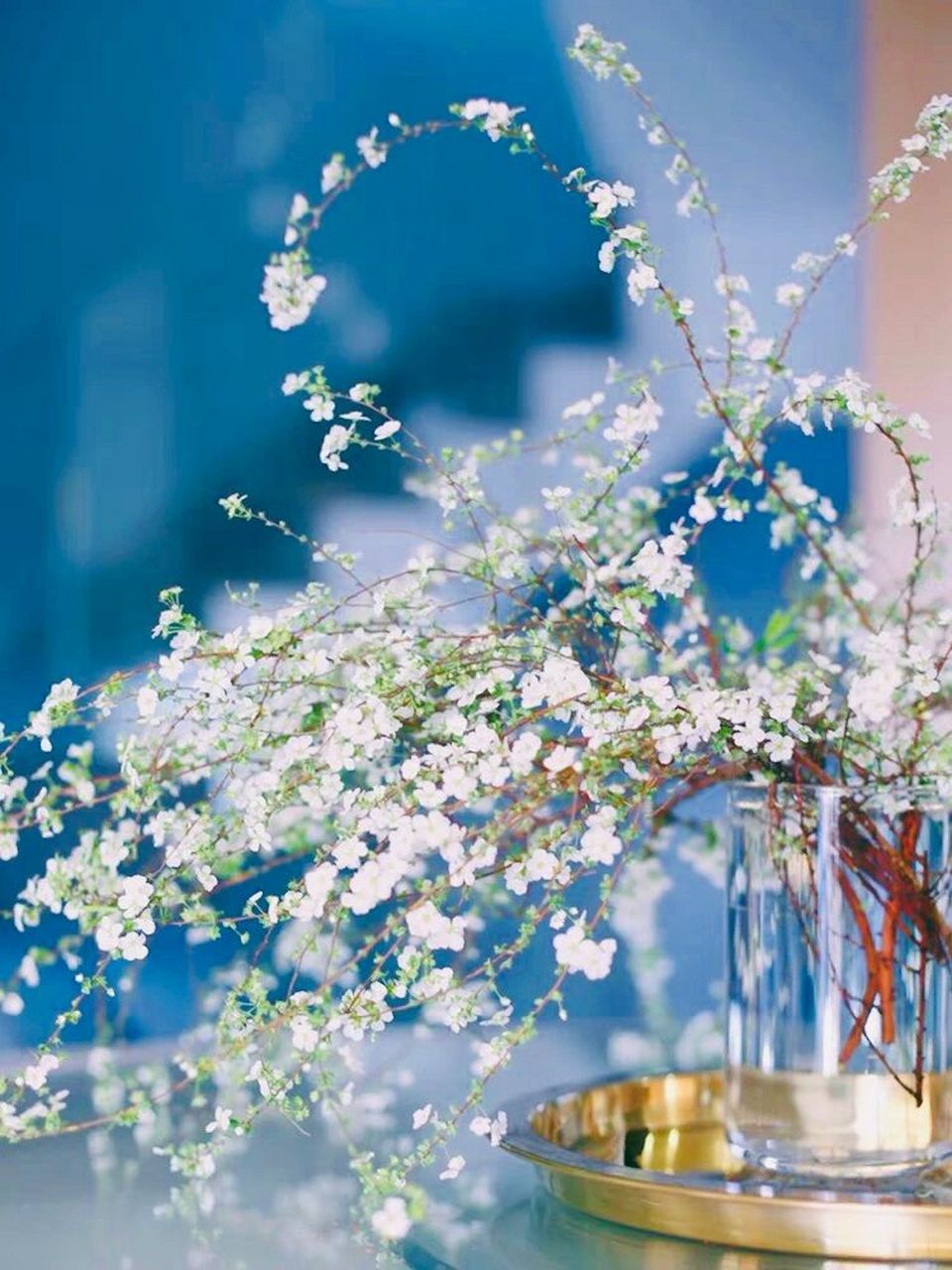 雪柳的寓意|室内好物冬天必养90 雪柳的寓意极为特殊,它的花语是