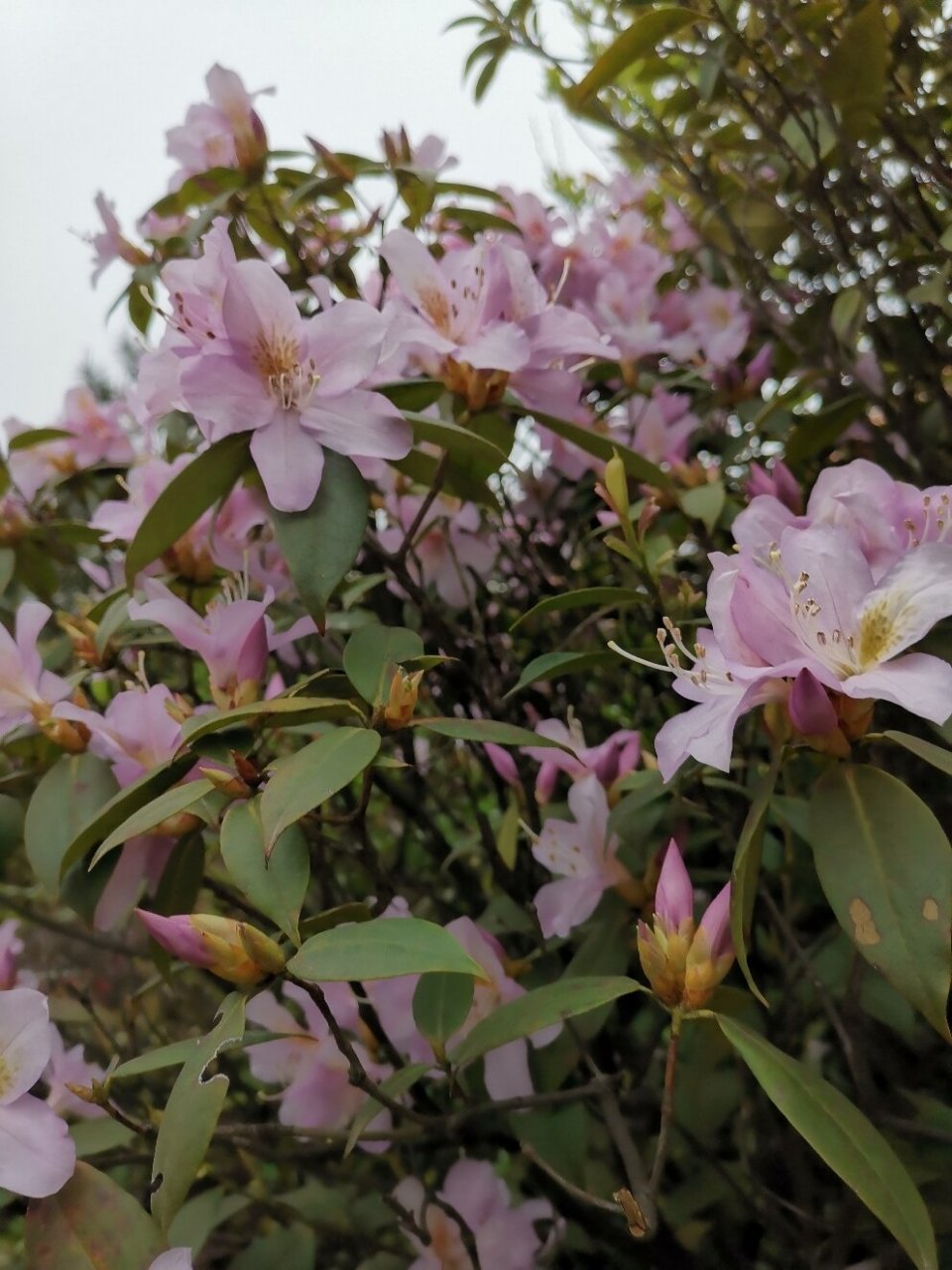 云锦杜鹃 猴头杜鹃纯洁,云锦杜鹃羞涩,高山红杜鹃热烈.