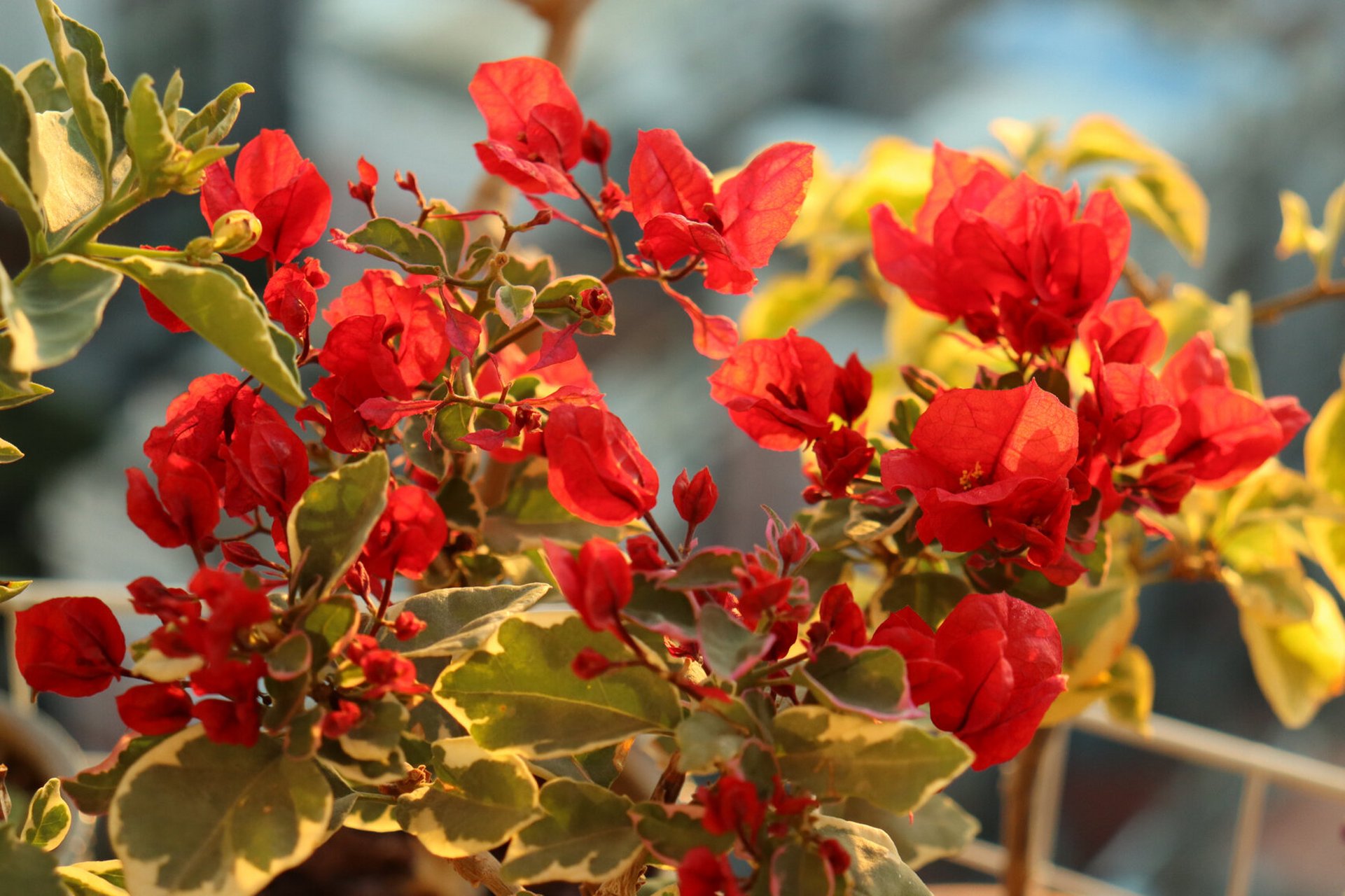 三角梅-孟加拉红 请允许我单方面宣布,孟加拉红就是最正的红 在我家