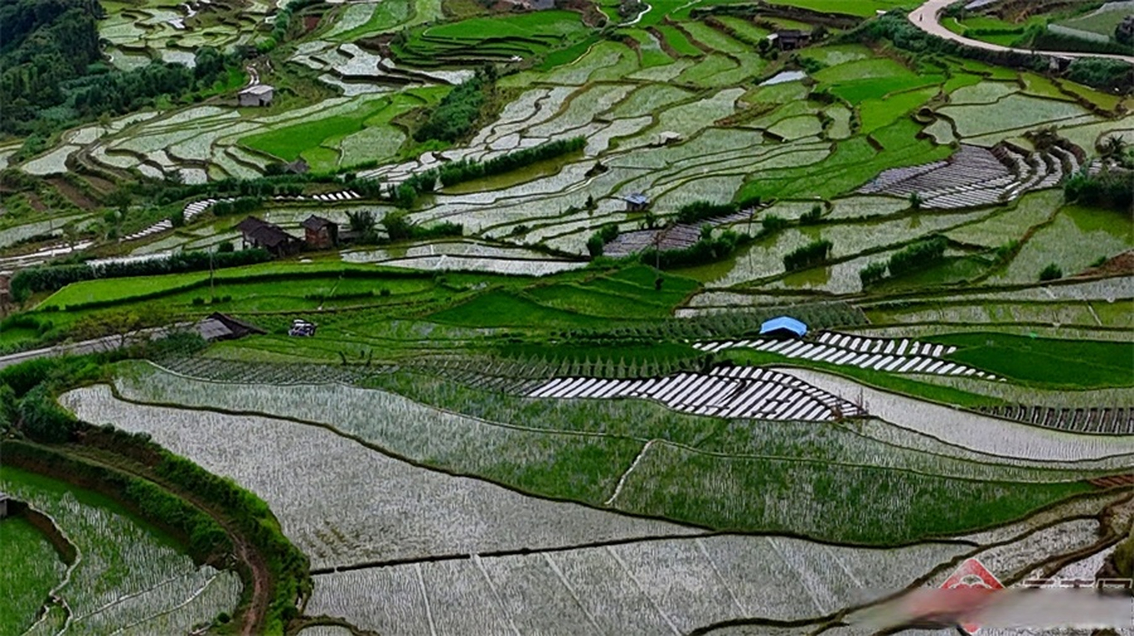 【腾冲五合乡:夏日梯田美如画】夏日的腾冲市五合乡,阳光洒在层层叠叠