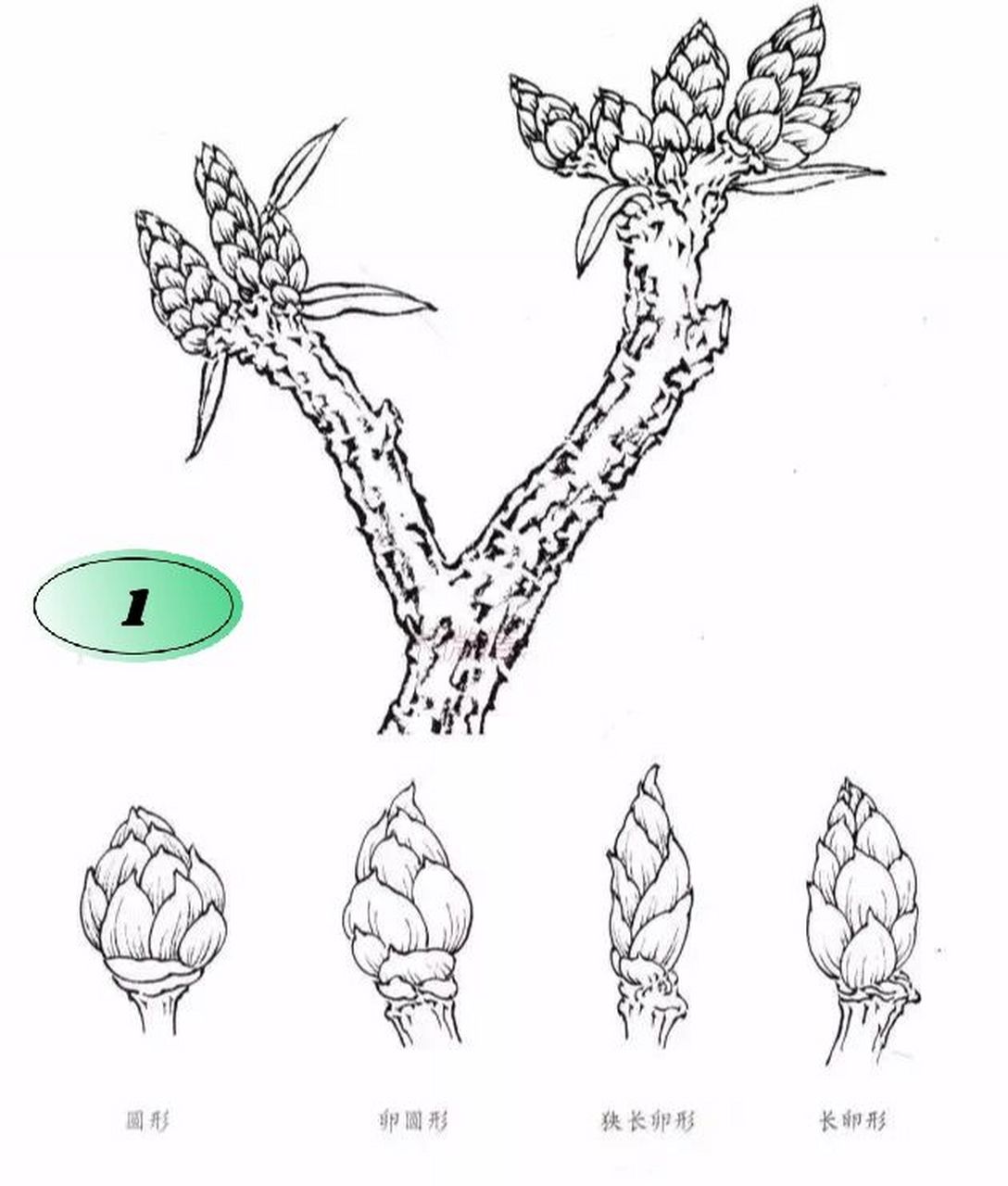 工笔画步骤分享(牡丹的结构) 1.