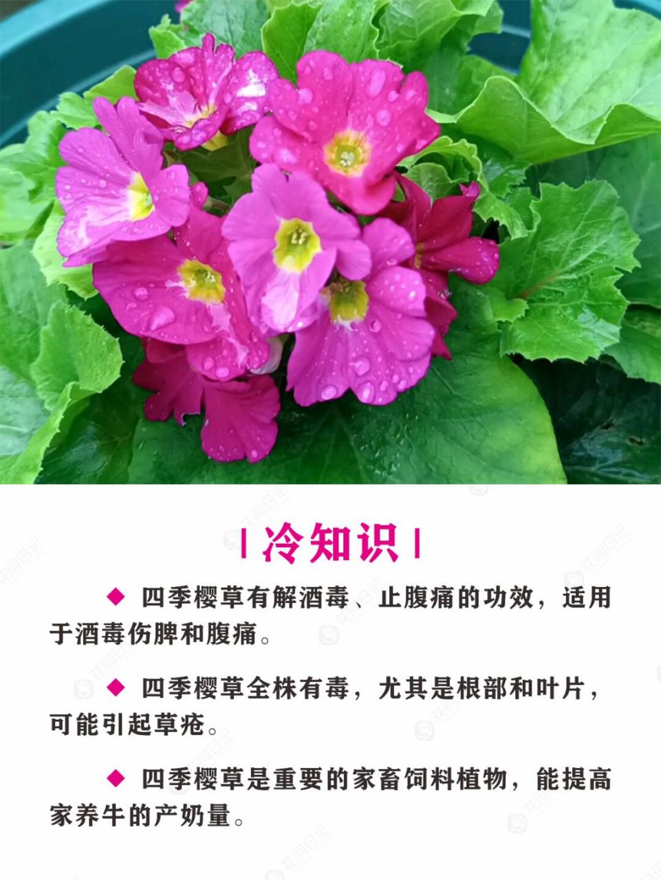 报春花简介图片