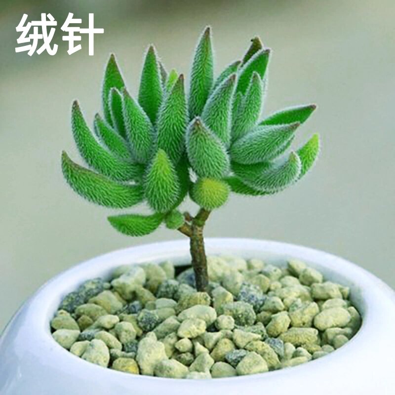 每天认识一种多肉  绒针 每天认识一种多肉  绒针 	 绒针又名银箭,是