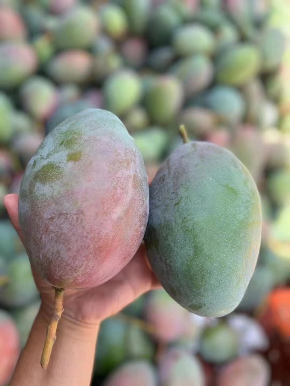 正宗的海南青皮澳芒原来可以这么好吃!