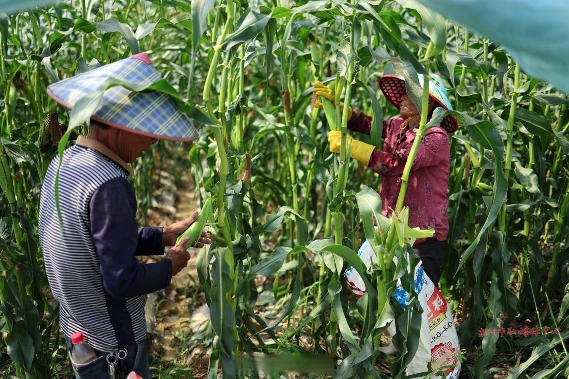 【鮮食玉米陸續上市】5月23日,位於東陽市城東街道的浙江省農業科學院