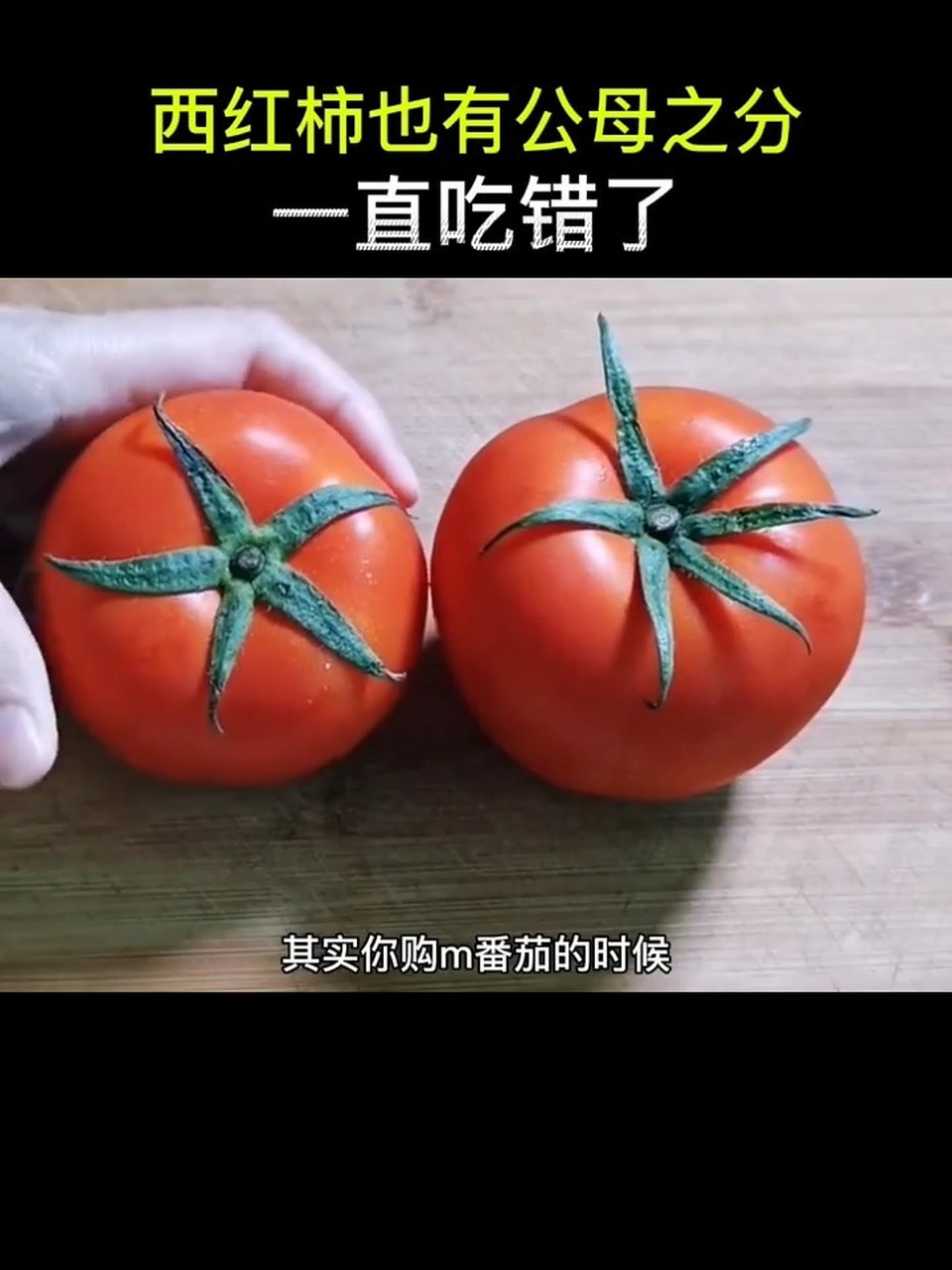 西红柿竟然也有公母之分? 你敢相信吗,西红柿竟然也有公母之分!