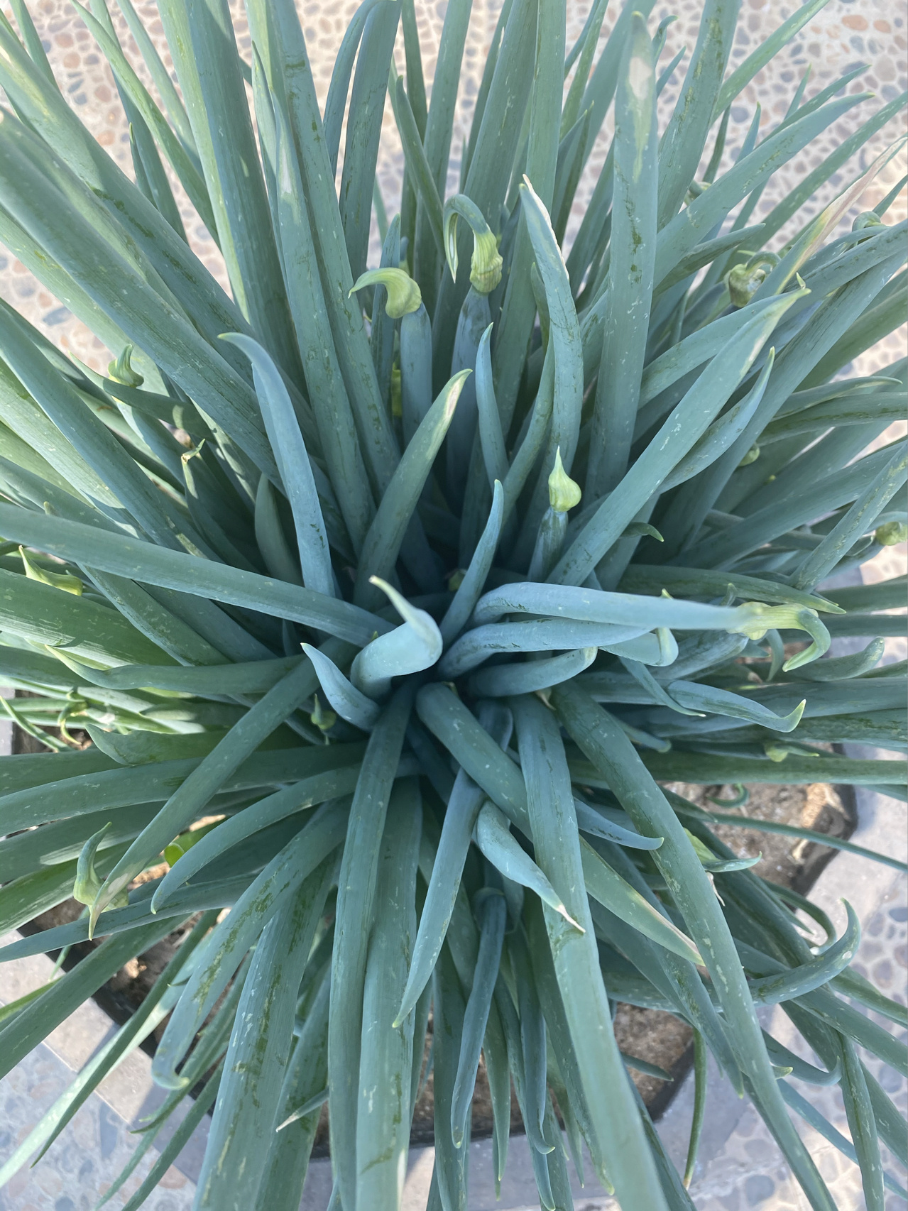 胡葱,风葱 自家种植的胡葱,俗称"风葱"