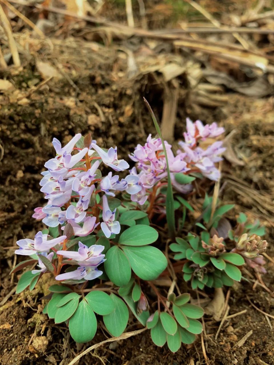 山里野花98延胡索 现在一近大山里 漫山遍野的延胡索都开了 好多