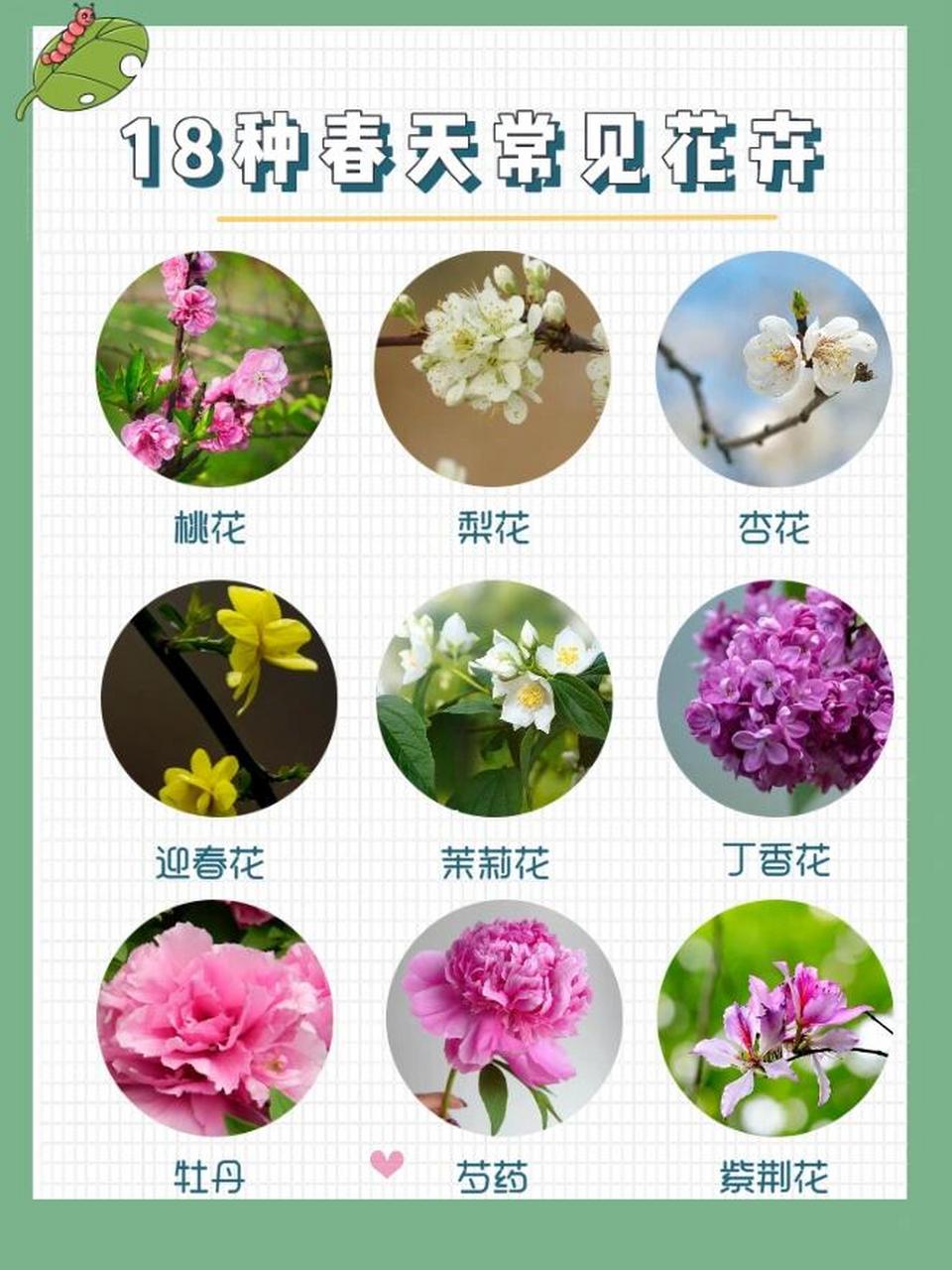 常见花草图片及名称图片