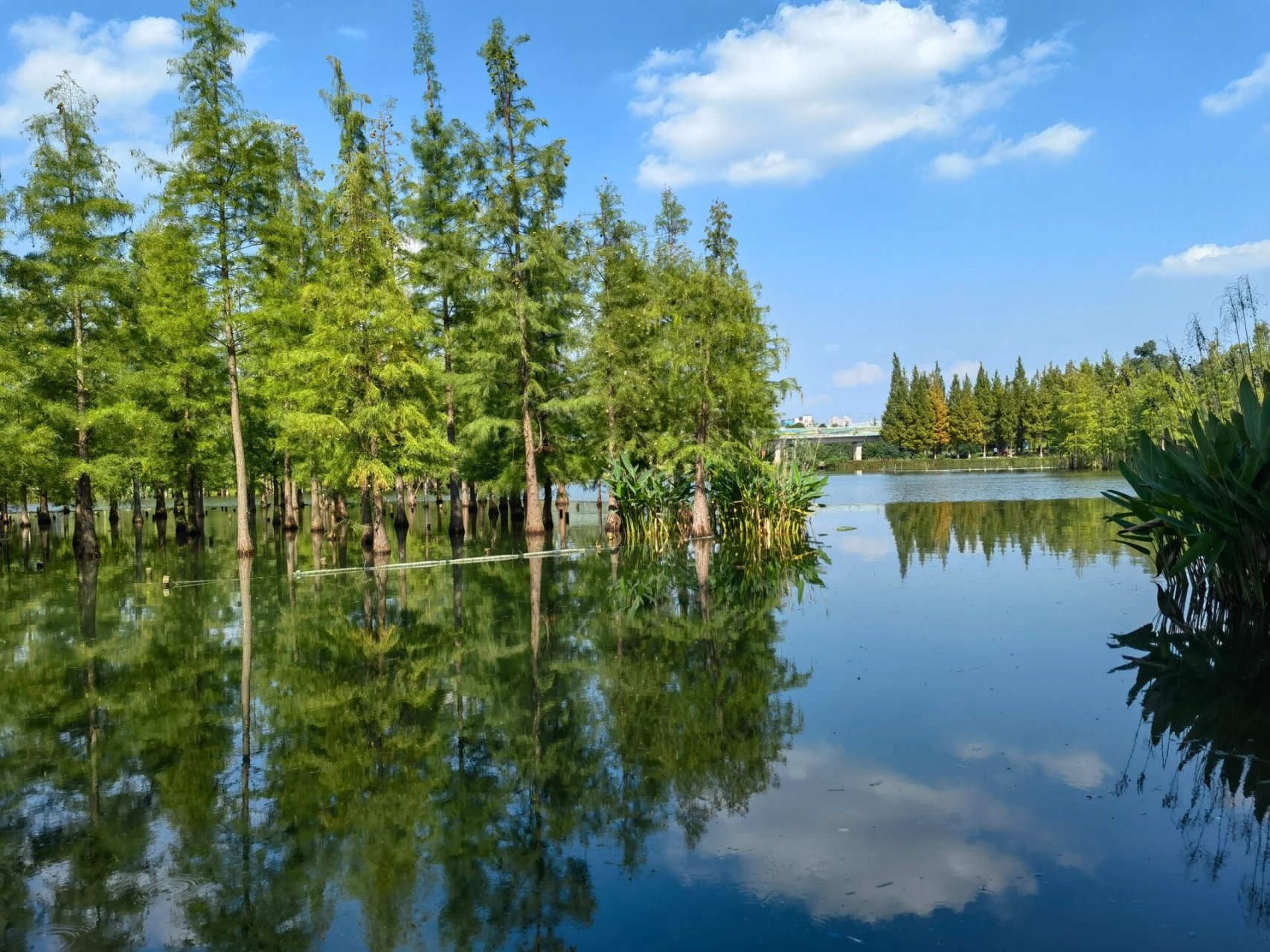白鹭湾湿地公园99 今天去的,天气很好,有很多人带着露营装备在公园