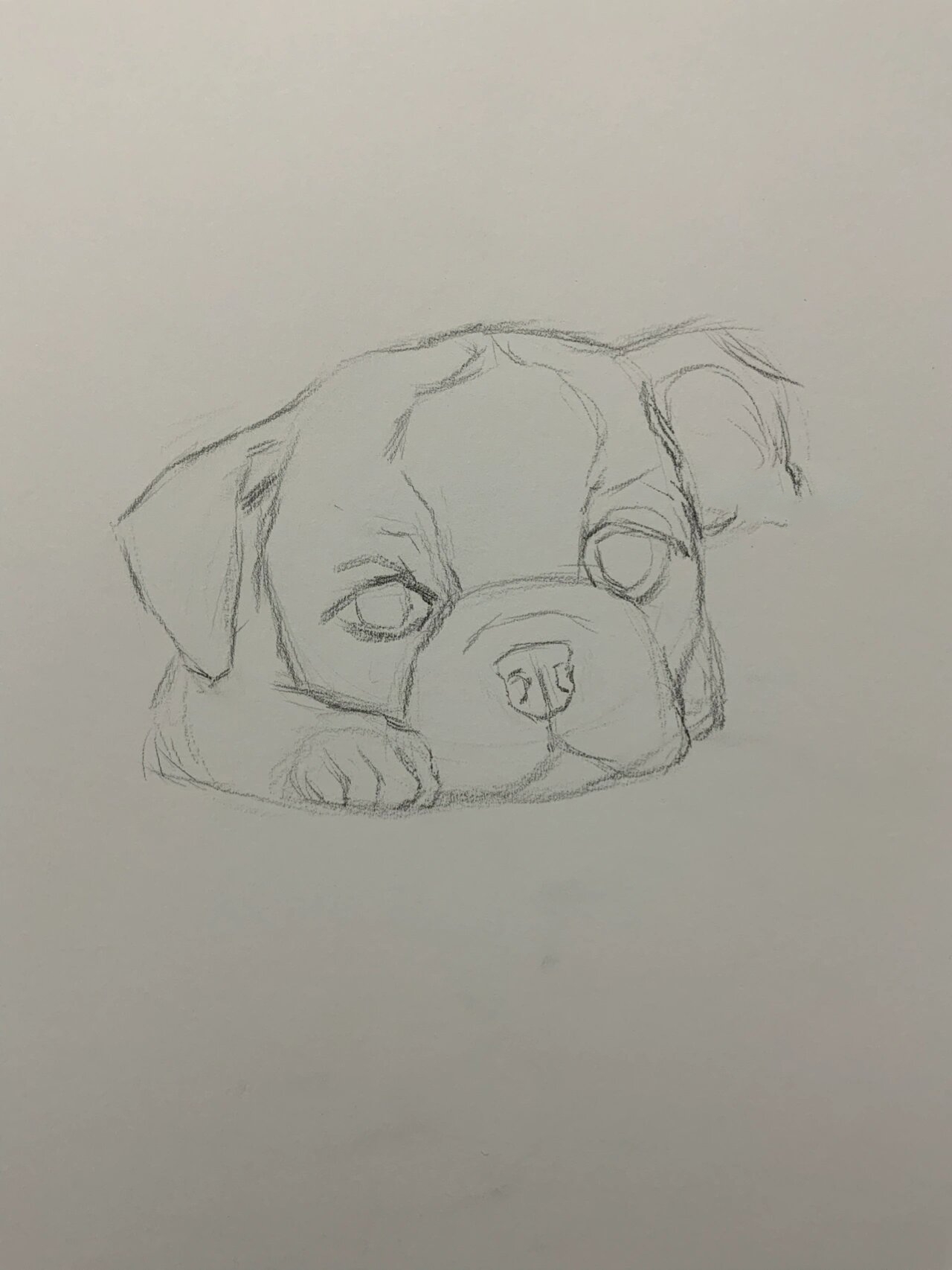 素描小狗狗 绘画过程图文详解