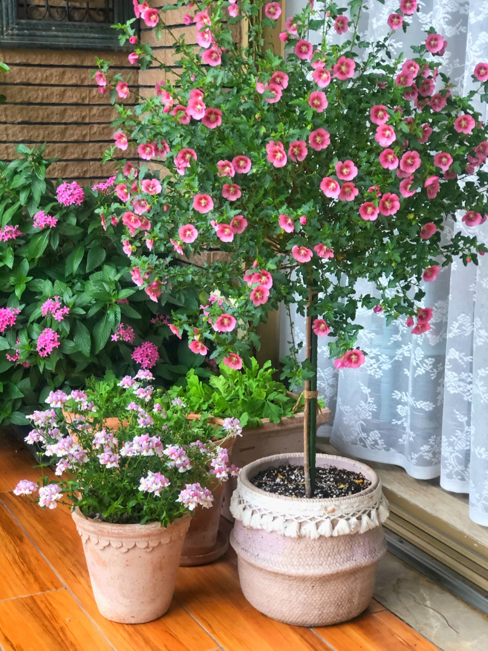 阳台花园|三茬不同时期的小木槿 棒棒糖小木槿又爆盆了!表现有点优秀!