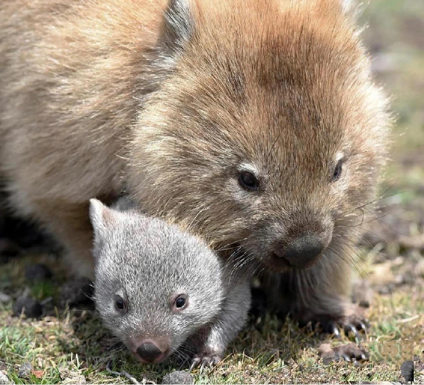 头憨脑939393方形粑粑缔造者 袋熊(phascolomidae) 78界:动物