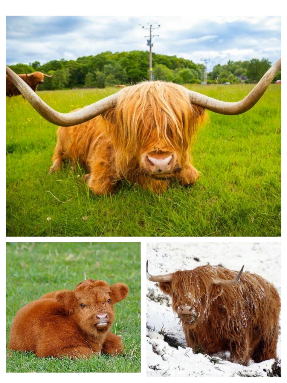 非主牛～  苏格兰高地牛90 苏格兰高地牛是大型偶蹄类动物,全身披着