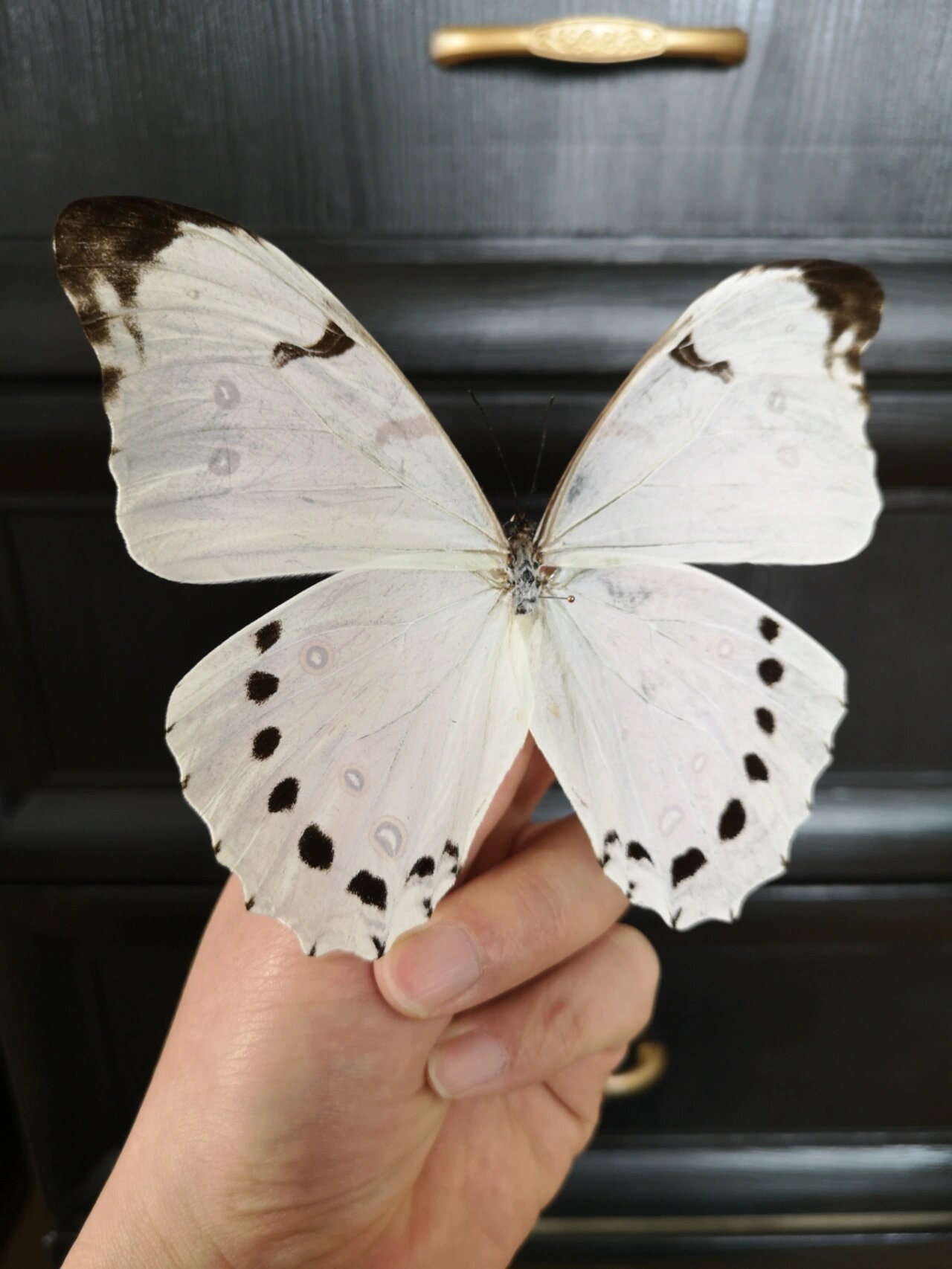 世界上最大的白色蝴蝶～露娜白闪蝶