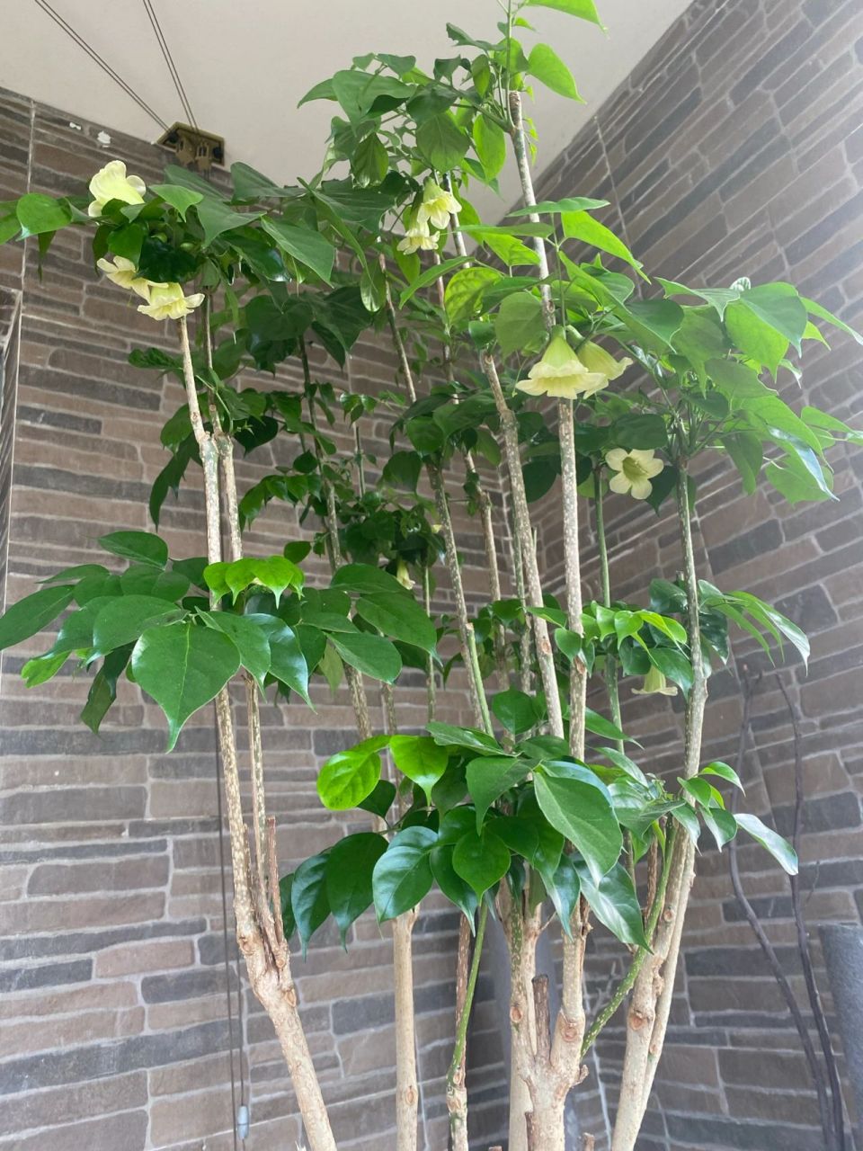 幸福树开花 养了一年九个月,之前开过两朵,因为叶子上一直有白色的"