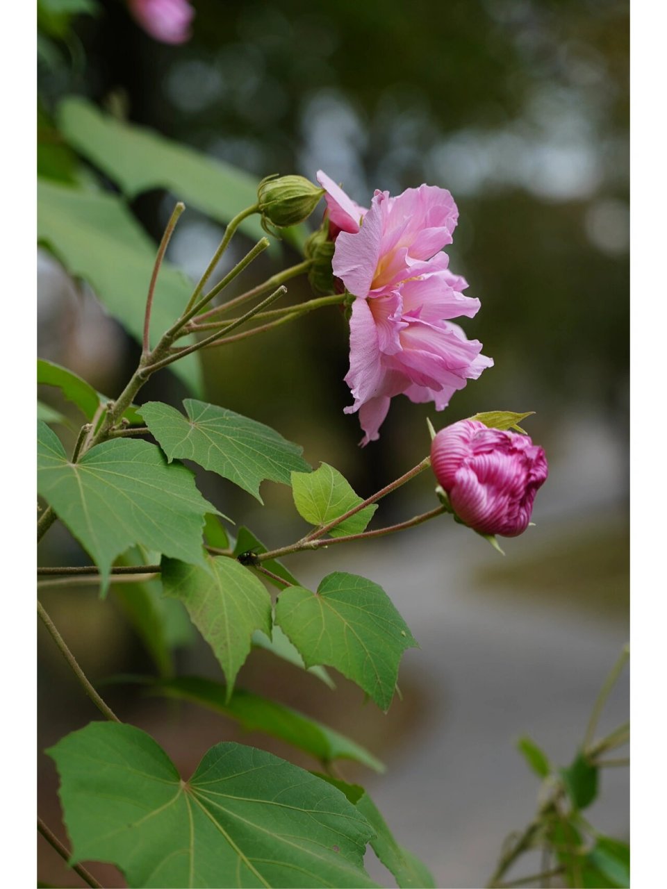 照水芙蓉 《辛夷坞》/王维 木末芙蓉花,山中发红萼.