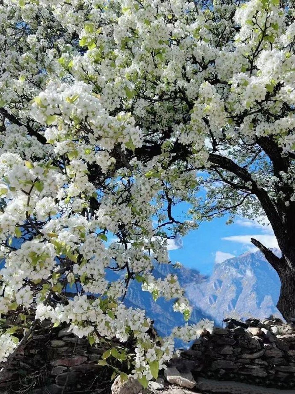 新津梨花村图片