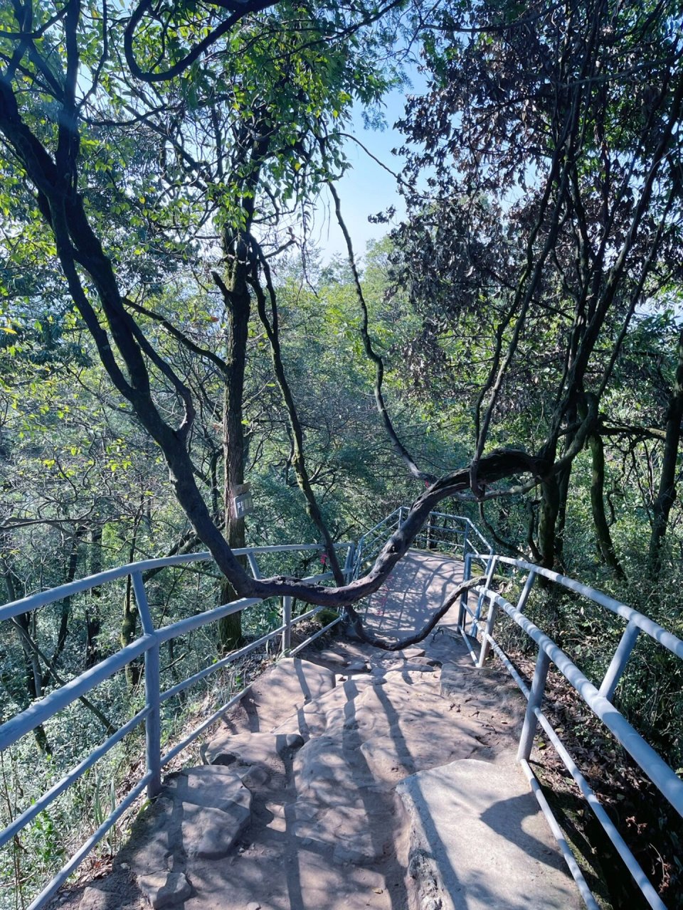 位于重庆巴南区,距离中心城区车程约为1小时左右,导航:圣灯山森林公园