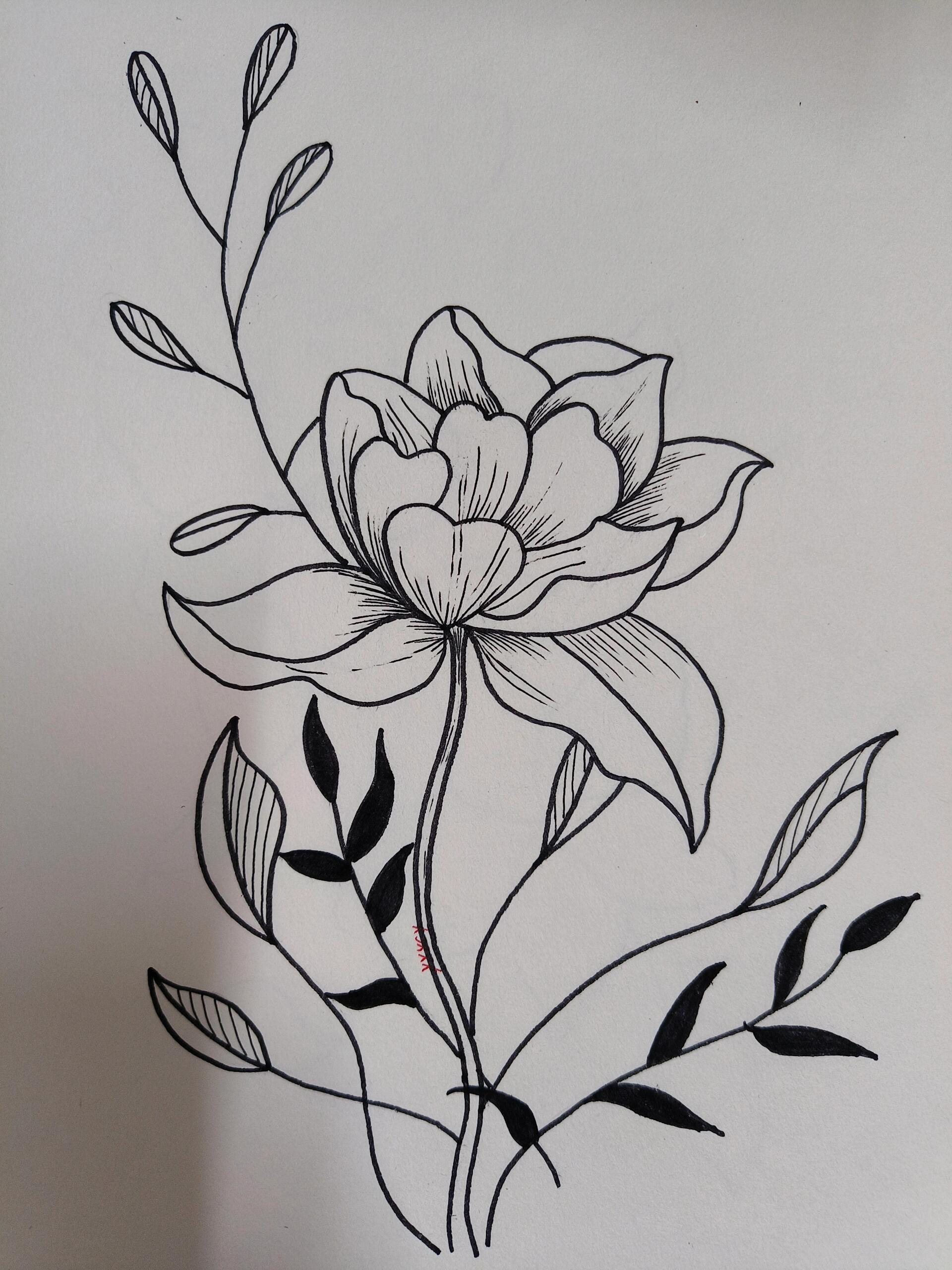 超简单的线描画花卉