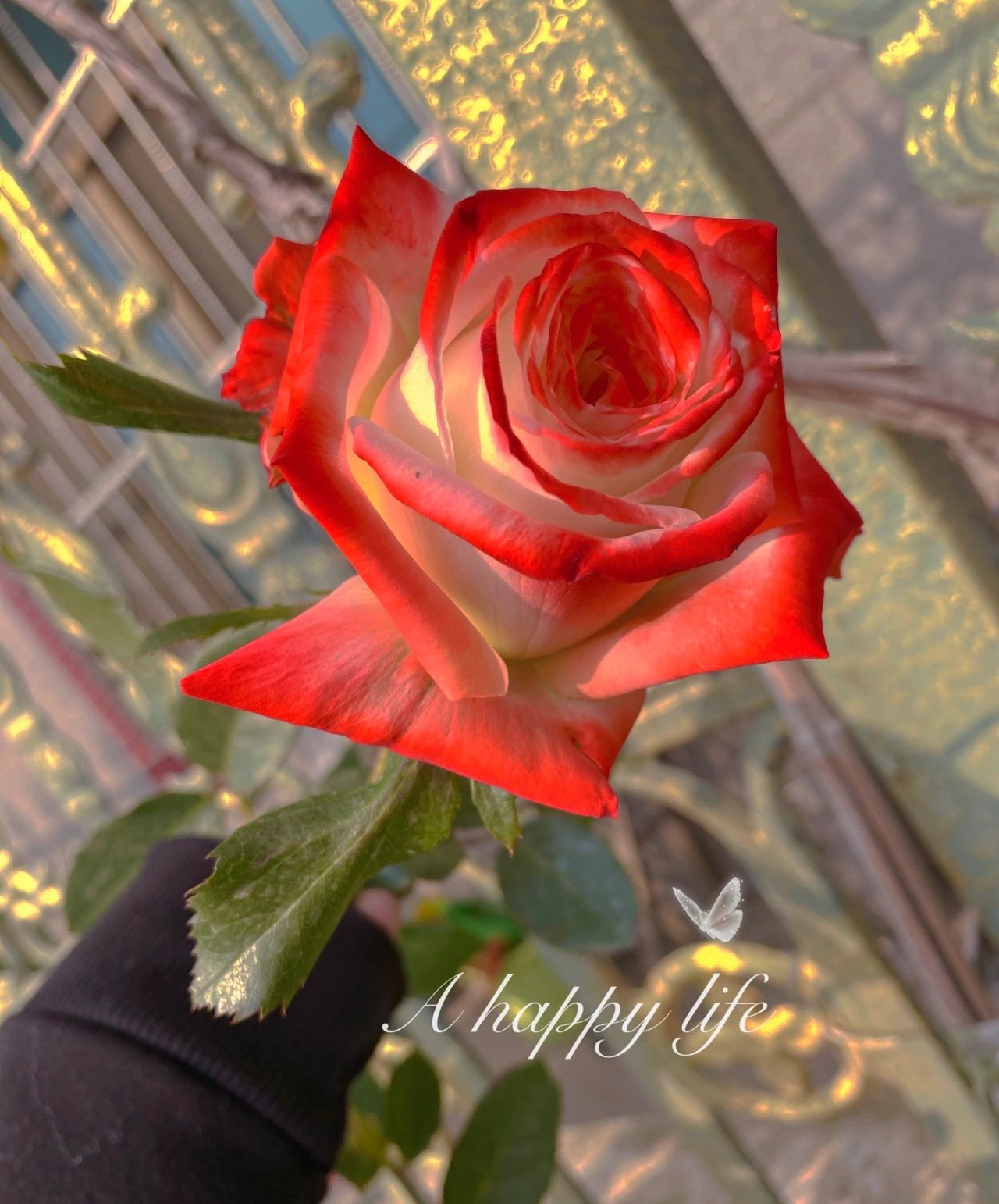 法拉皇后月季 高杯状玫瑰花型,花期还是蛮久的,植株很高很高,一加仑的