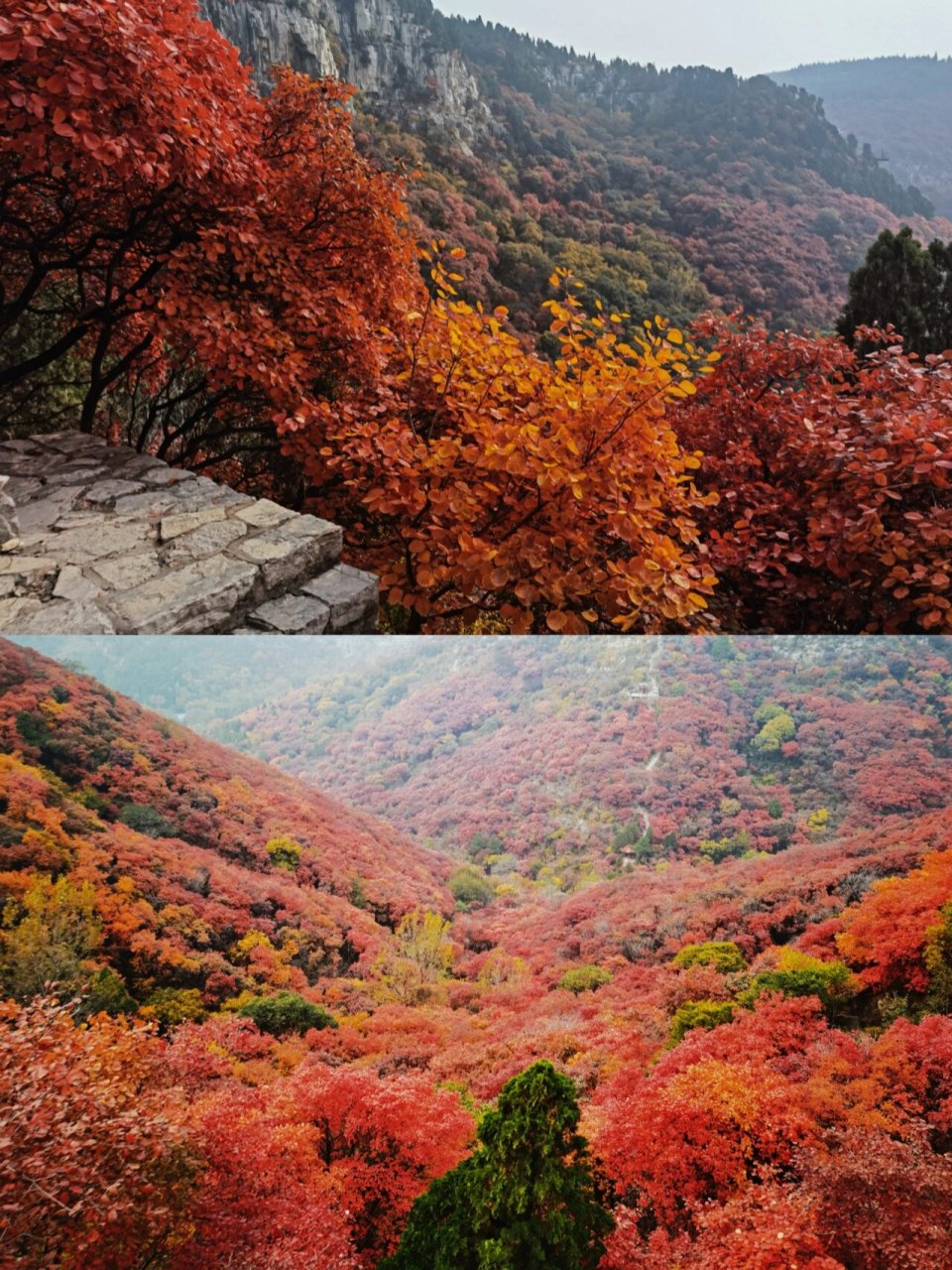 红叶最佳观赏期 石门坊风景区—潍坊红叶谷9999 每到10月便进入了
