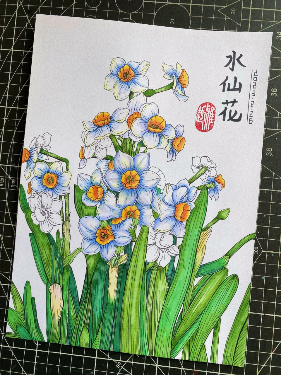 水仙花‖花卉线描‖马克笔‖原创【附过程】 水仙花虽美,花期却很短