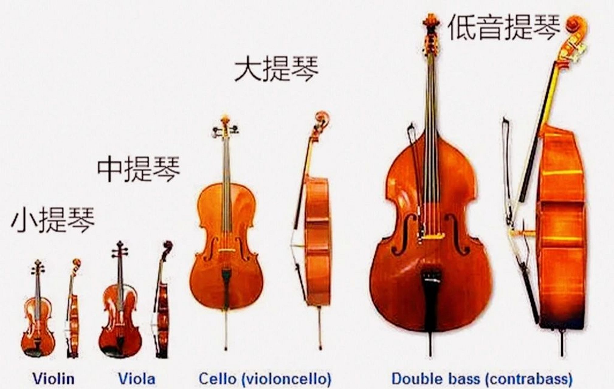 西洋乐器名称简介:弦乐器(上) 弦乐器(the string family)