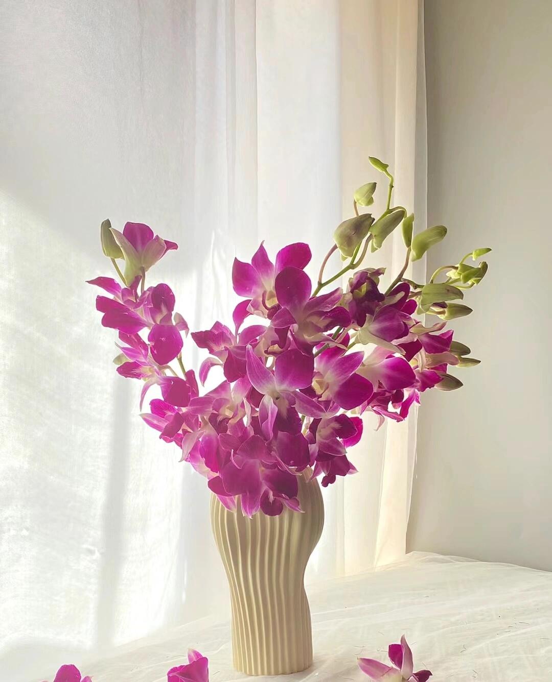今日分享‖洋兰 洋兰,学名兰属(学名:laelia),是兰科植物中的一个属