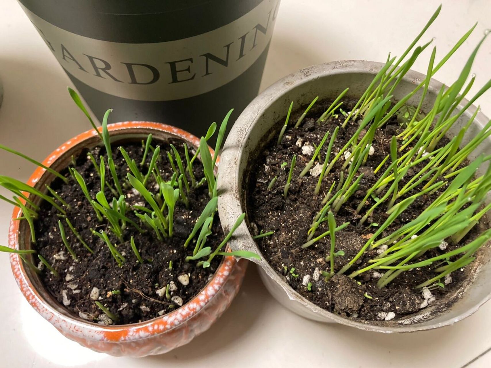 洋甘菊种植 以为第一次洋甘菊种子发芽失败  种了第二批次 记录一下