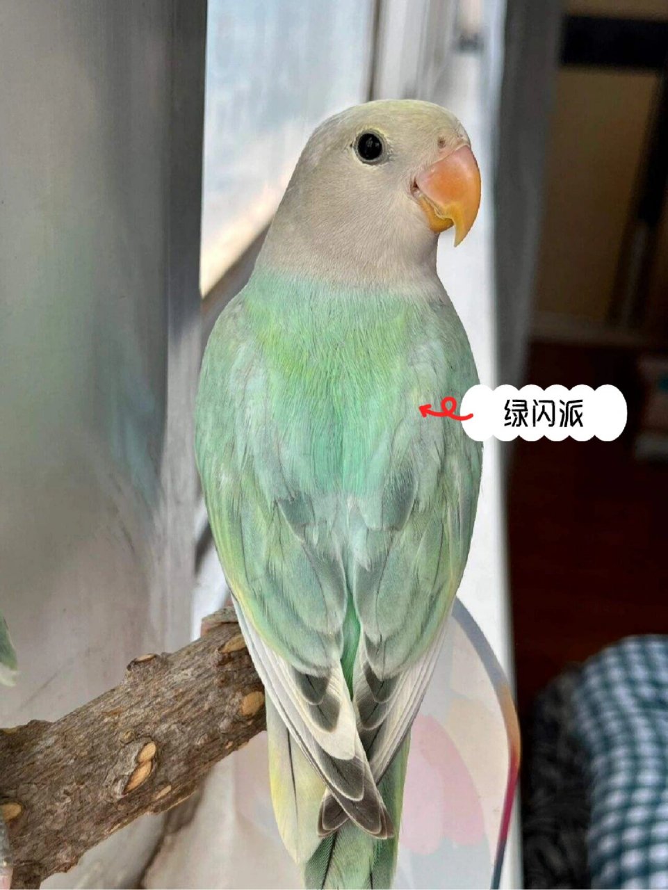 今天介绍的是, 一种闪光 派特基因的牡丹鹦鹉:绿闪派 花桃是:面类牡丹