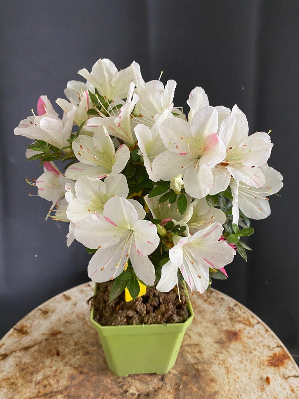 皋月杜鹃:明美之月