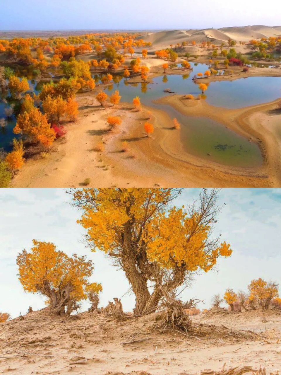 9-10月南疆秋93喀什77胡杨林7572日纯玩摄影92 这个秋天