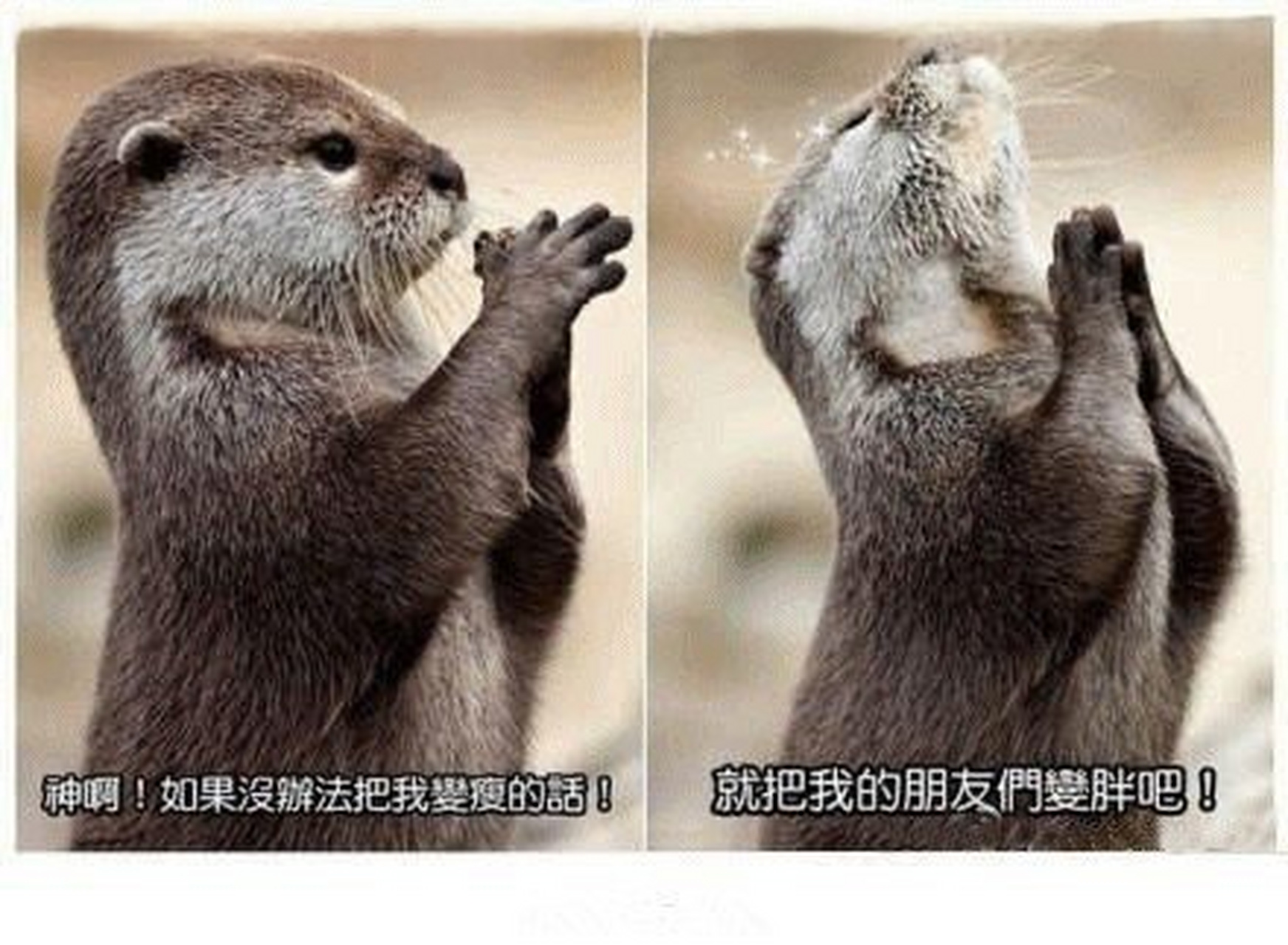 就把我的朋友们变胖吧![笑哭]